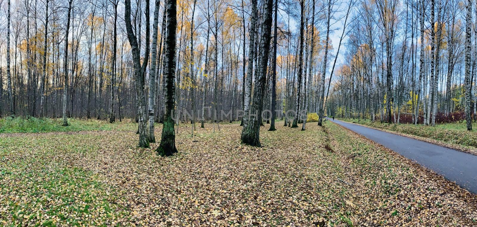 Panorama of first days of autumn in a park, long shadows, blue sky, Buds of trees, Trunks of birches, sunny day, path in the woods, yellow leafs by vladimirdrozdin