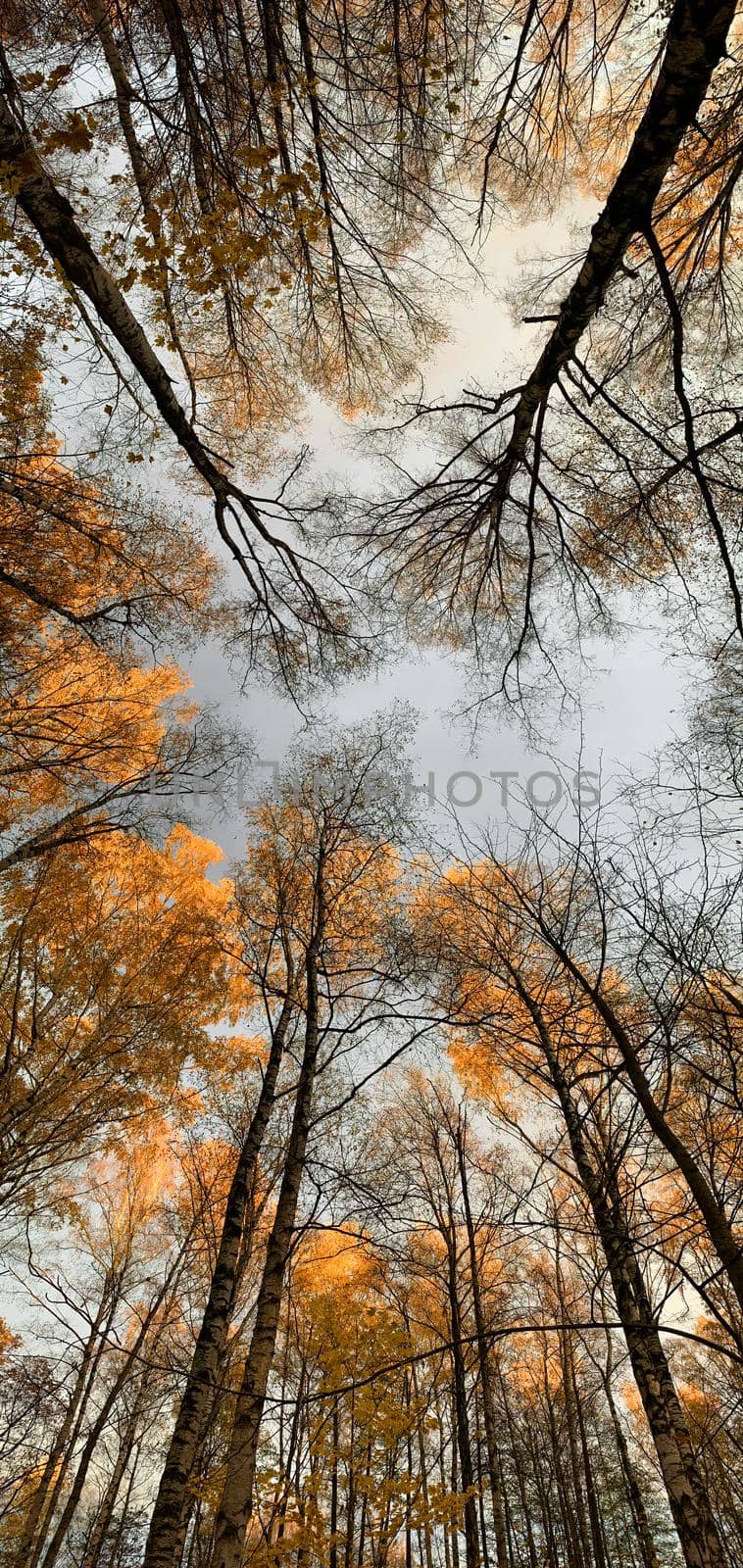 Vertical panoramic image, Yellow crowns, Panorama of first days of autumn in a park, blue sky, Buds of trees, Trunks of birches, sunny day by vladimirdrozdin