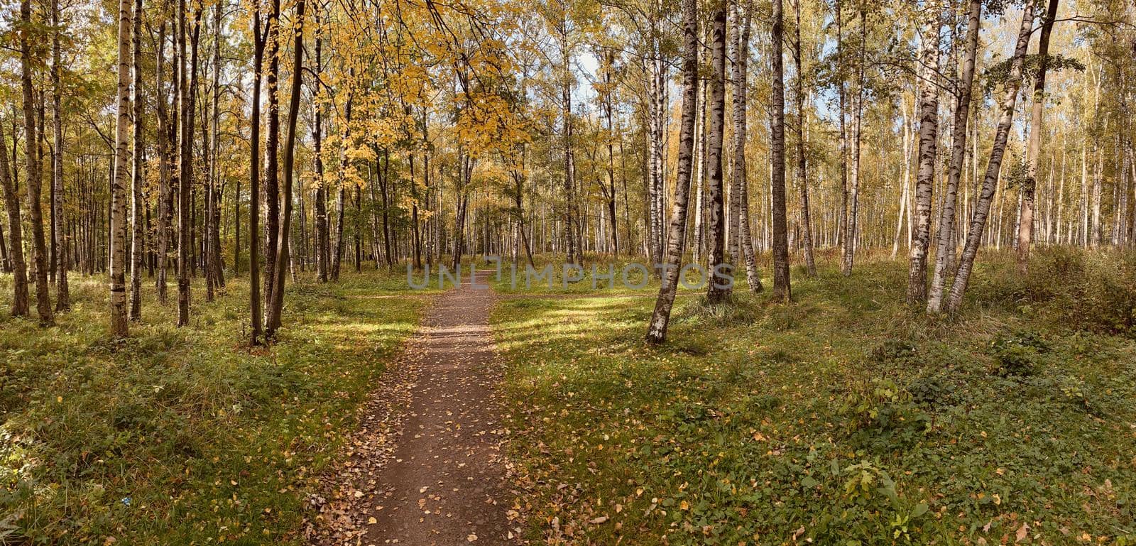 Panorama of first days of autumn in a park, long shadows, blue sky, Buds of trees, Trunks of birches, sunny day, path in the woods, yellow leafs by vladimirdrozdin