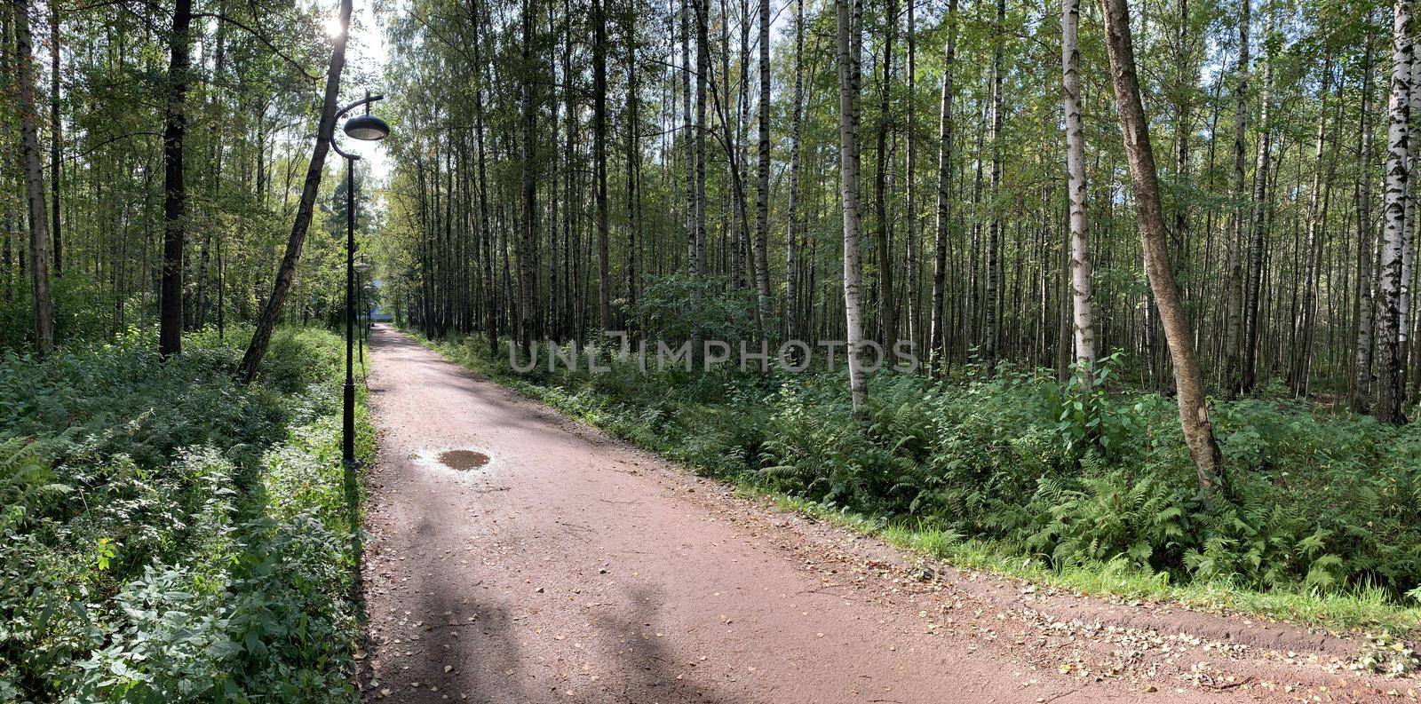 Panorama of first days of autumn in a park, long shadows, blue sky, Buds of trees, Trunks of birches, sunny day, path in the woods, yellow leafs, Lamppost by vladimirdrozdin