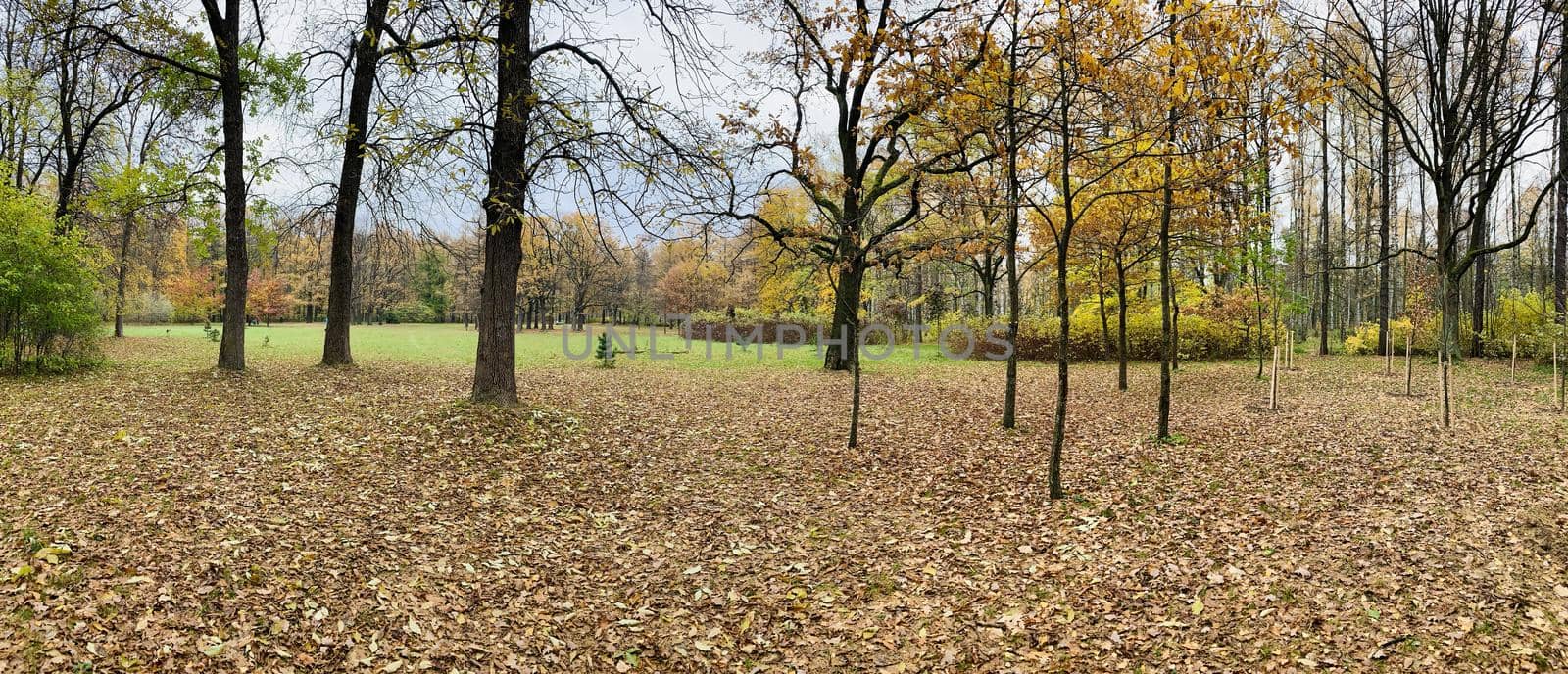 Panorama of first days of autumn in a park, long shadows, blue sky, Buds of trees, Trunks of birches, sunny day, path in the woods, yellow leafs, perspective