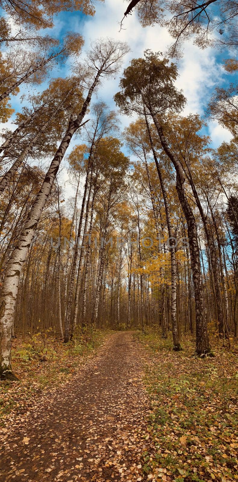 Vertical panoramic image, Yellow crowns, Panorama of first days of autumn in a park, blue sky, Buds of trees, Trunks of birches, sunny day, path in the woods by vladimirdrozdin