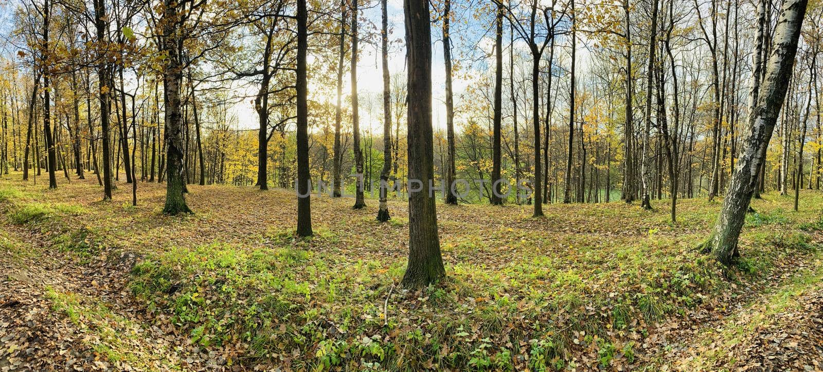 Panorama of first days of autumn in a park, long shadows, blue sky, Buds of trees, Trunks of birches, sunny day, path in the woods, yellow leafs, perspective