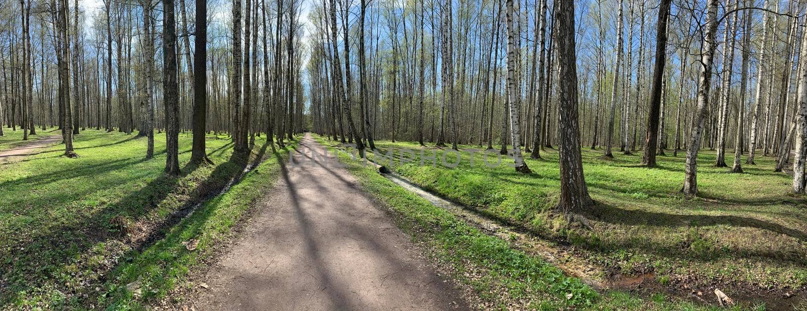 Panorama of first days of spring in a forest, long shadows, blue sky, Buds of trees, Trunks of birches, sunny day, path in the woods by vladimirdrozdin