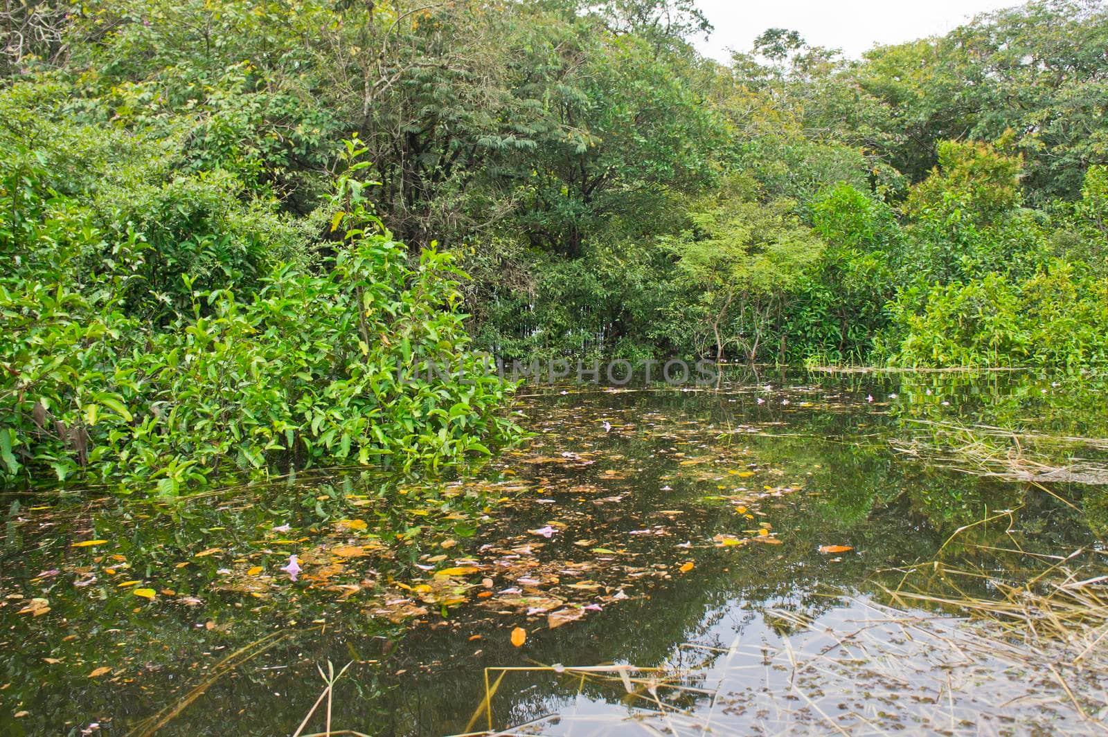 Amazon Basin swamp Brazil, South America