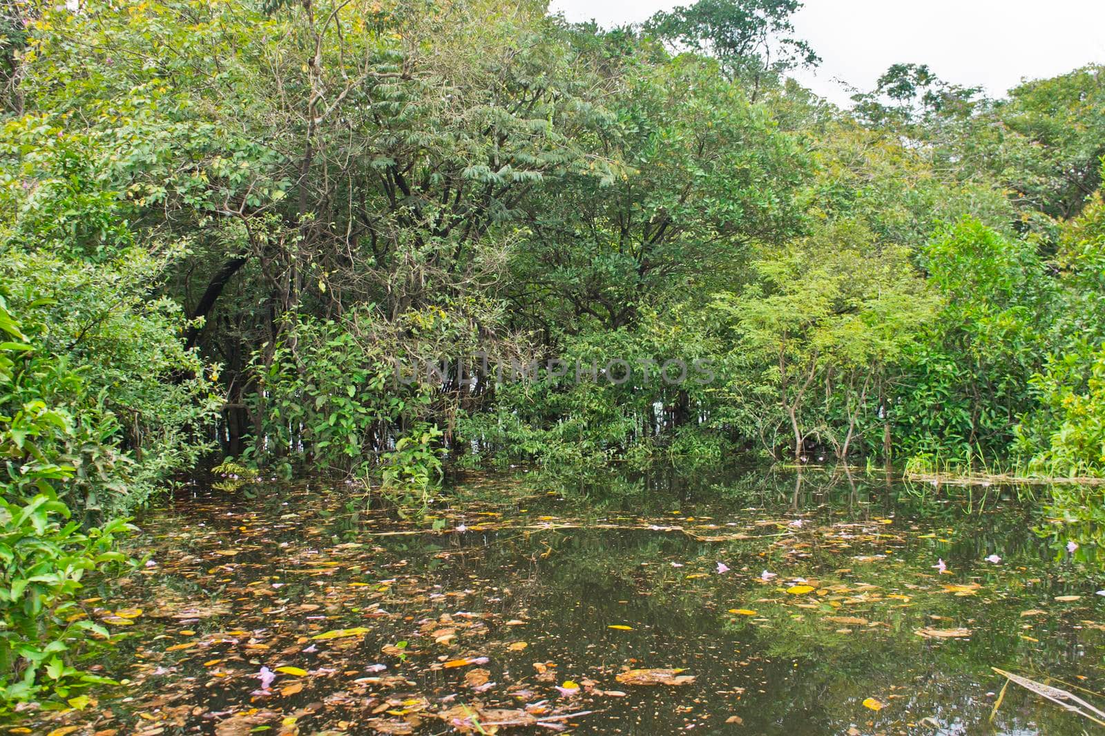 Amazon Basin swamp Brazil, South America by giannakisphoto