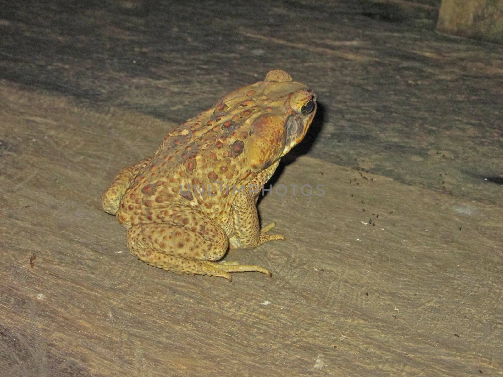 Amazon Basin Jungle by night, Big Frog, Brazil, South America by giannakisphoto