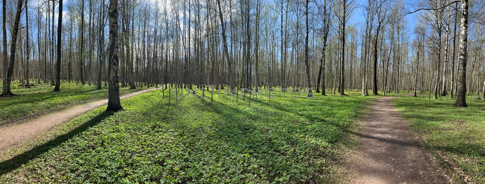 Panorama of first days of spring in a forest, long shadows, blue sky, Buds of trees, Trunks of birches