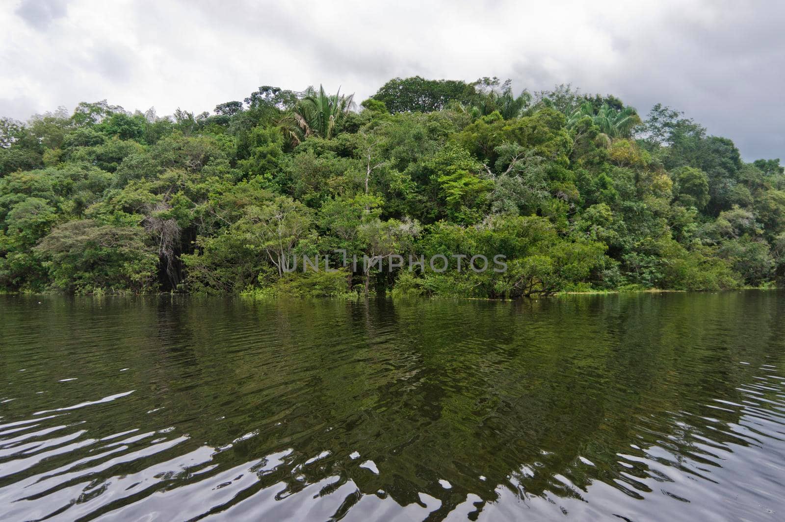 Amazon river reflection, Brazil, South America by giannakisphoto
