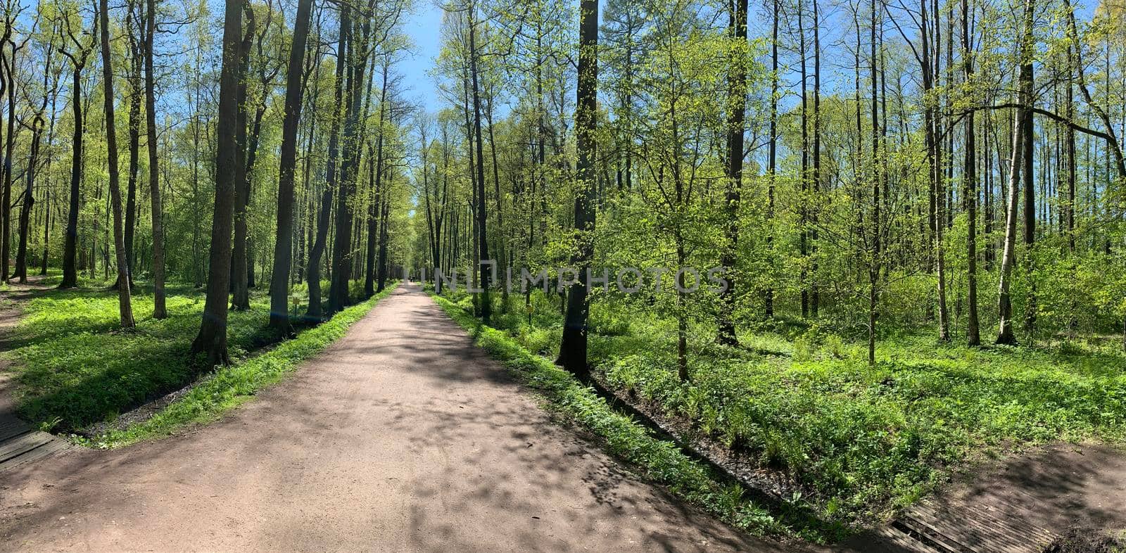 Panorama of first days of spring in a forest, long shadows, blue sky, Buds of trees, Trunks of birches, sunny day, path in the woods by vladimirdrozdin