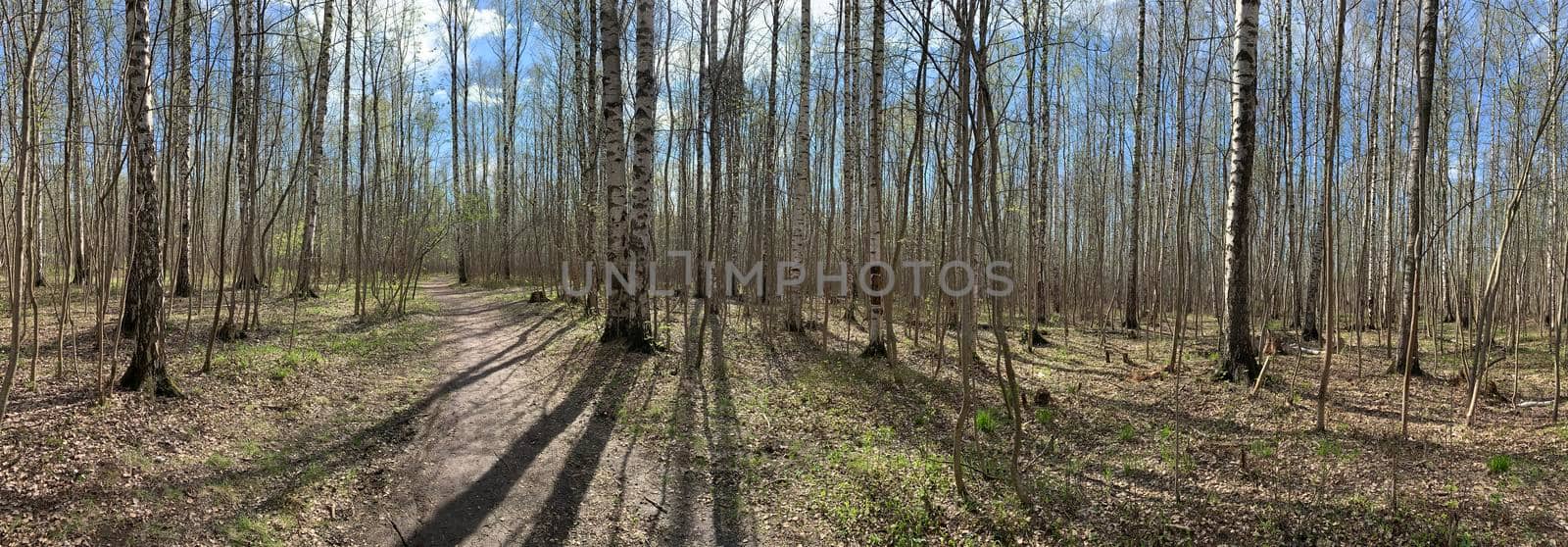 Panorama of first days of spring in a forest, long shadows, blue sky, Buds of trees, Trunks of birches