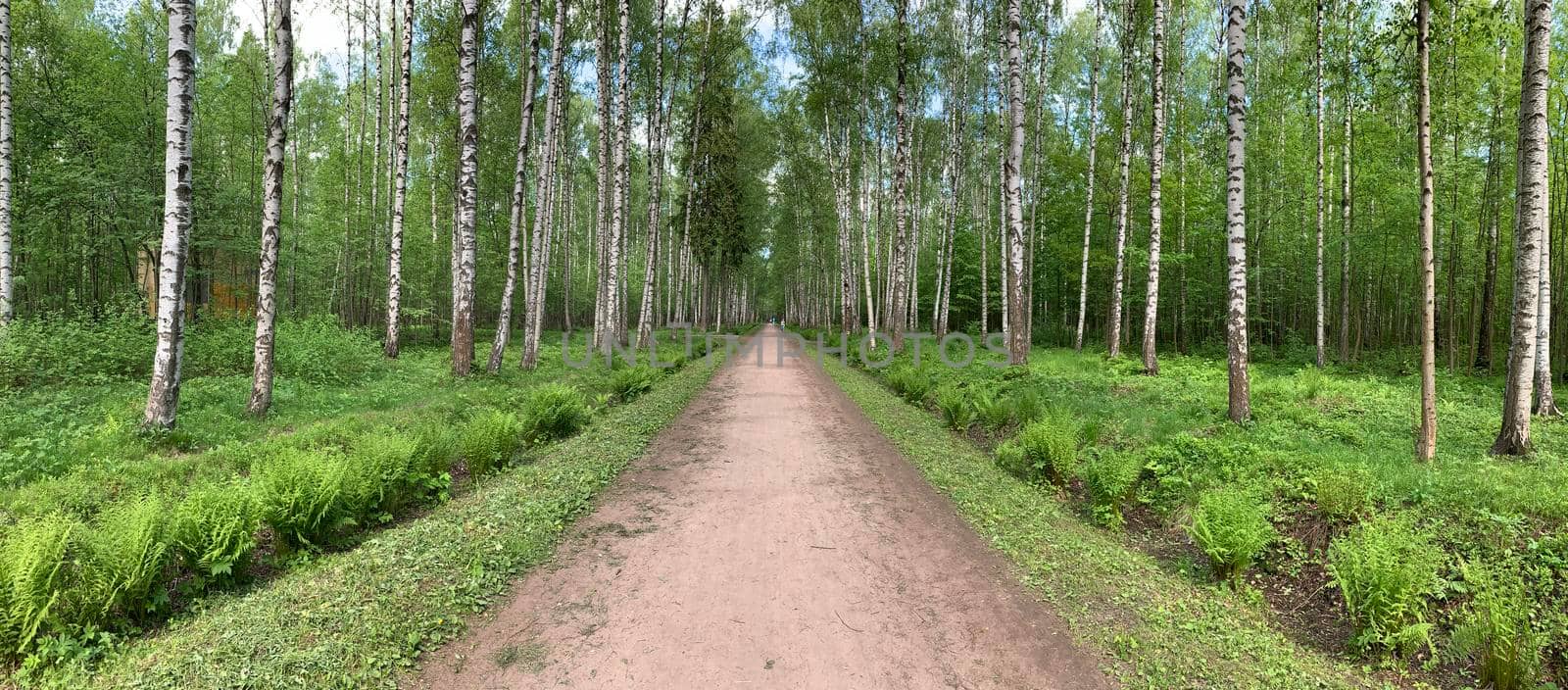 Panoramic image of the straight path in the forest among birch trunks in sunny weather, sun rays break through the foliage, nobody by vladimirdrozdin