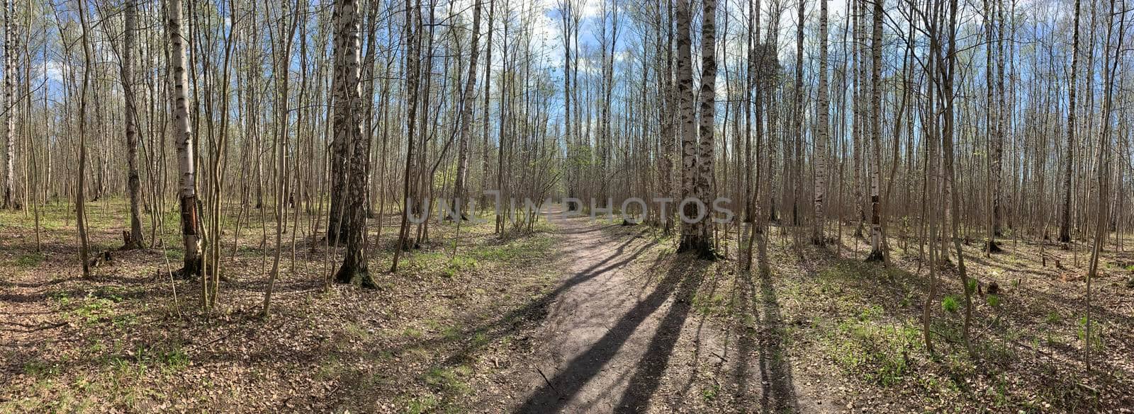 Panorama of first days of spring in a forest, long shadows, blue sky, Buds of trees, Trunks of birches