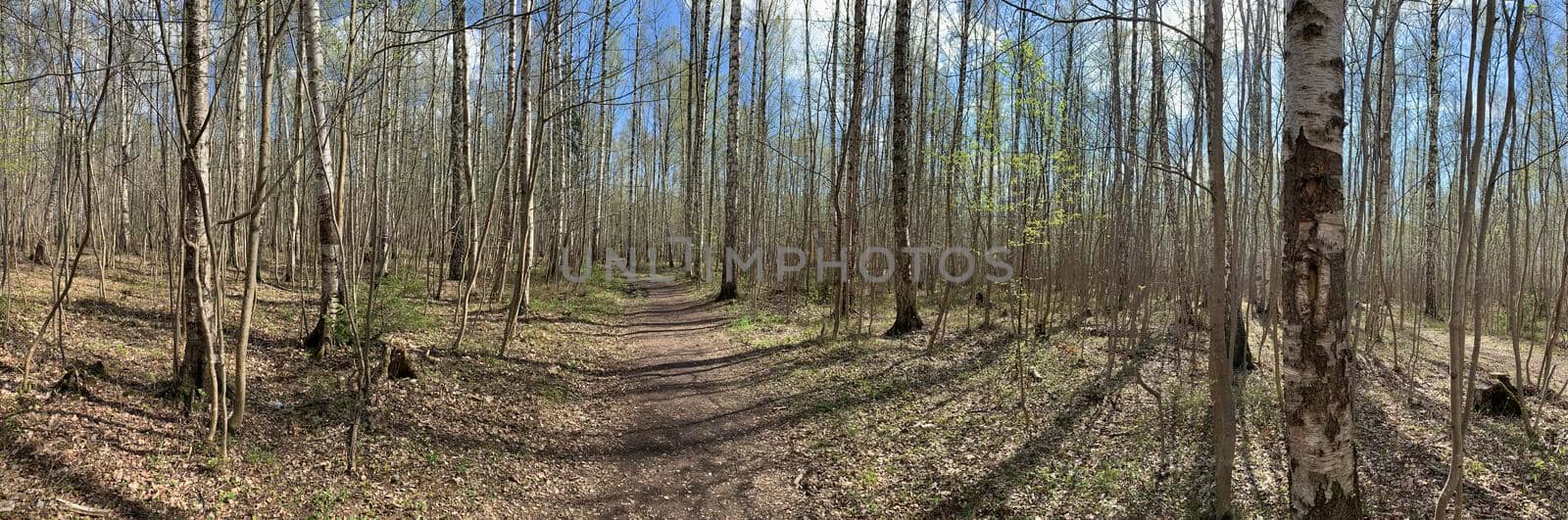 Panorama of first days of spring in a forest, long shadows, blue sky, Buds of trees, Trunks of birches