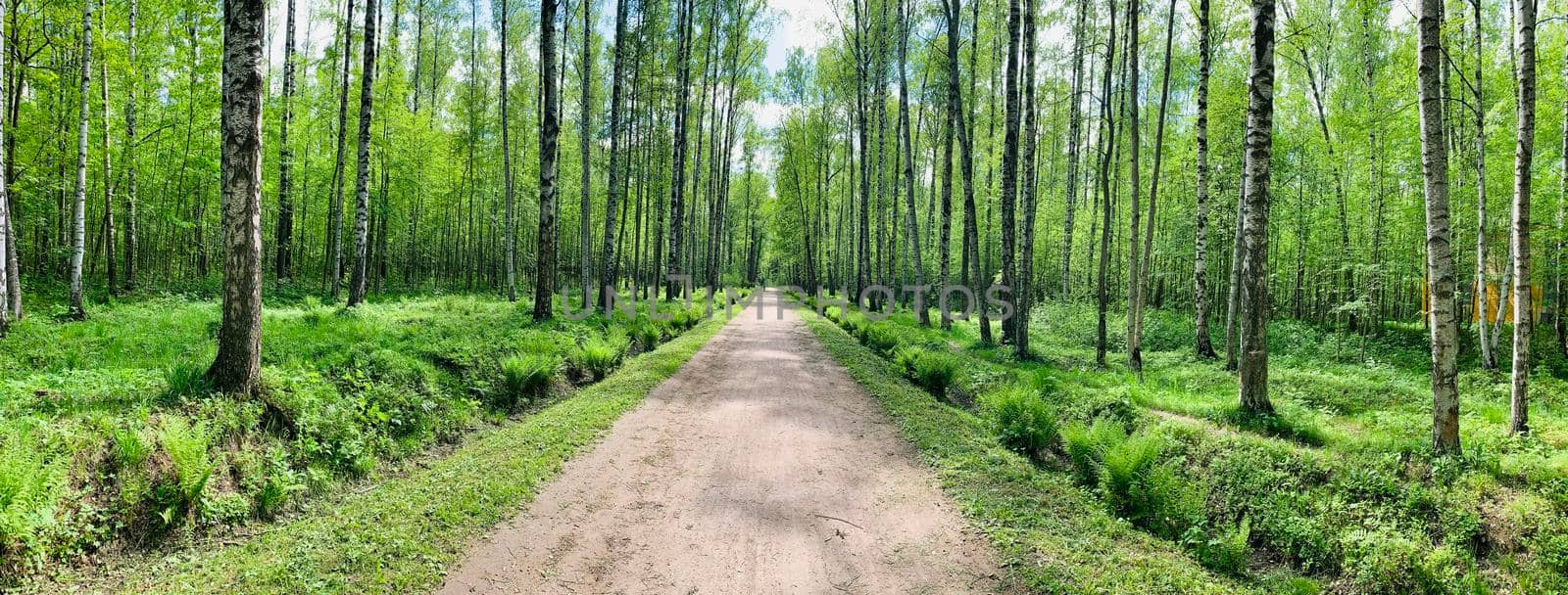 Panoramic image of the straight path in the forest among birch trunks in sunny weather, sun rays break through the foliage, nobody by vladimirdrozdin