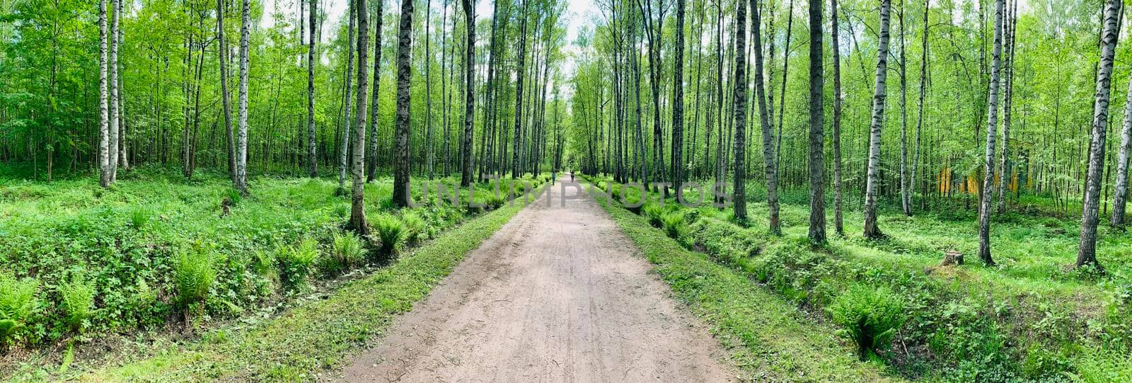 Panoramic image of the straight path in the forest among birch trunks in sunny weather, sun rays break through the foliage, nobody. High quality photo