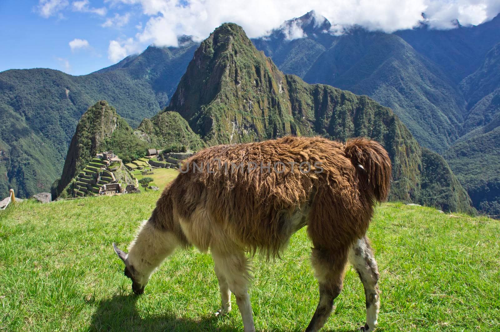 Llamas in Machu Picchu on a sunny day, Peru, South America