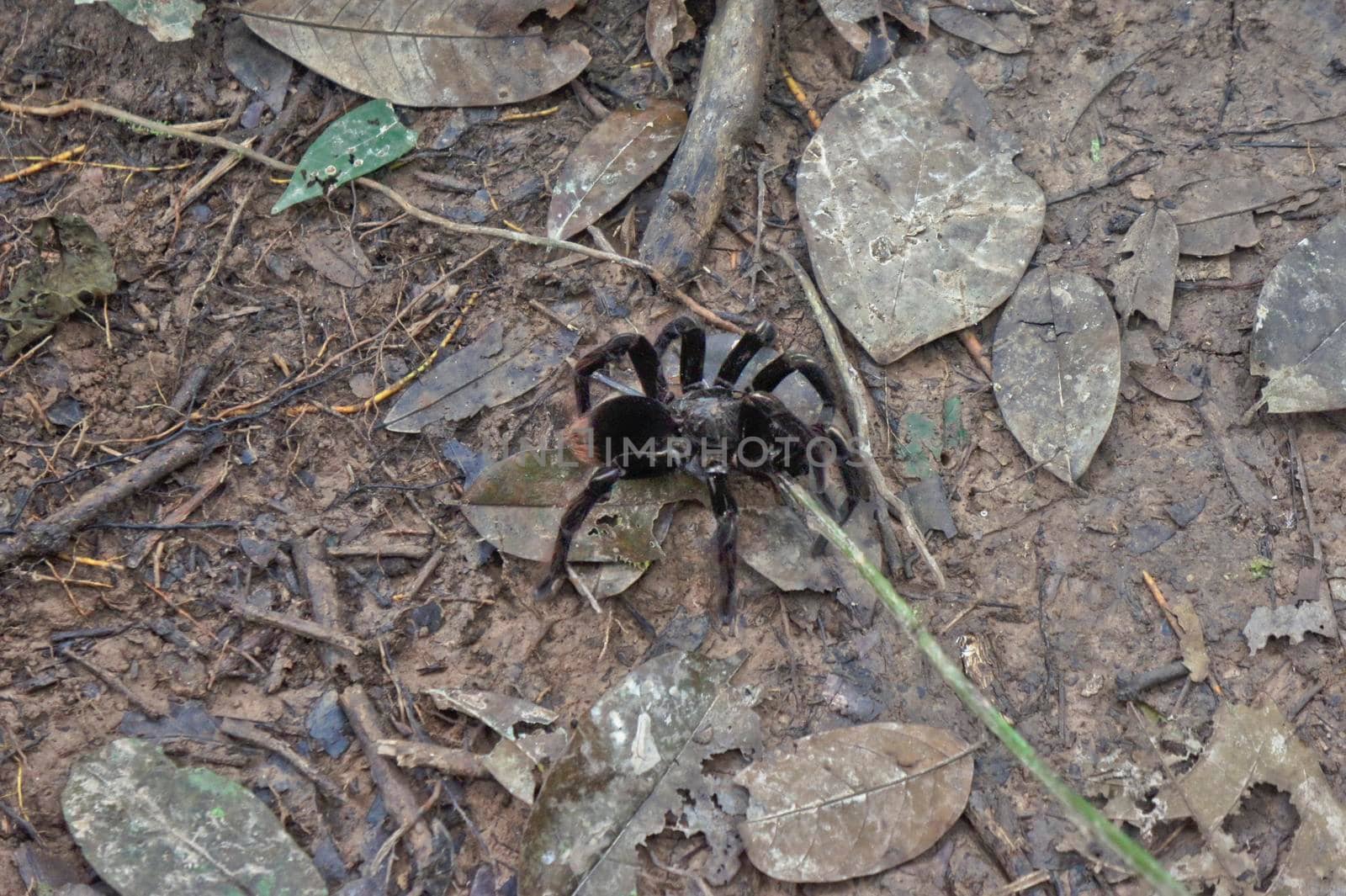 Tarantula in Amazon Basin Jungle, Peru, South America by giannakisphoto