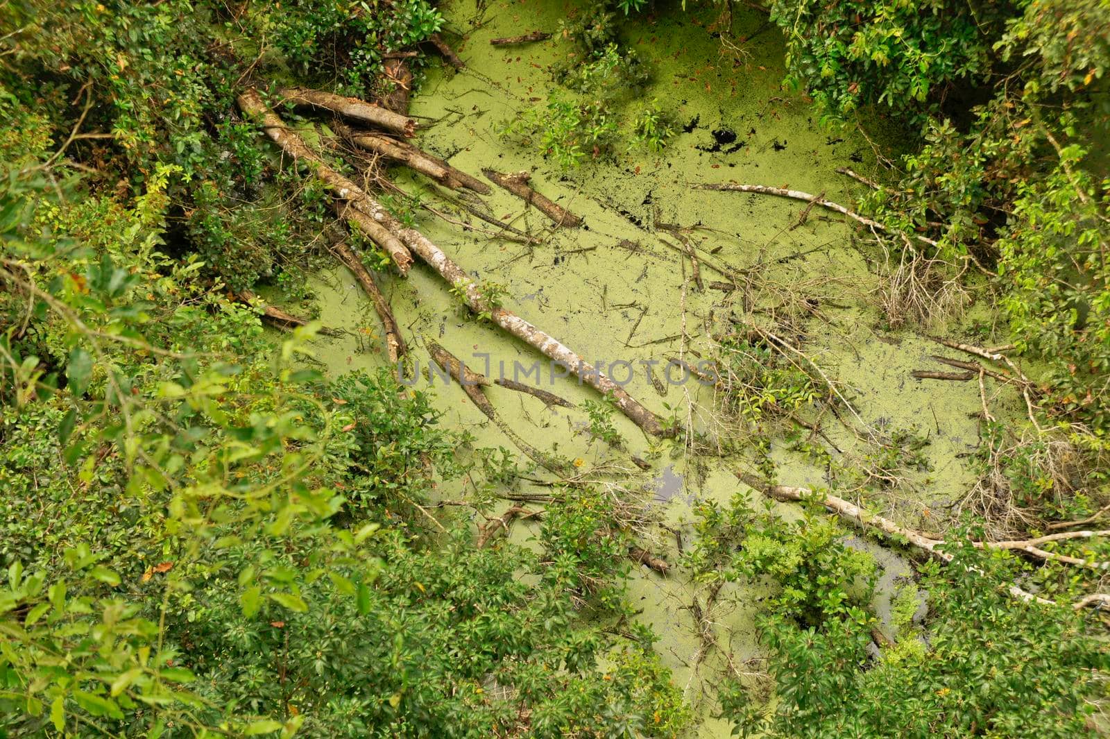 Amazon Basin Jungle, Tambopata National Reserve, Peru, South America by giannakisphoto