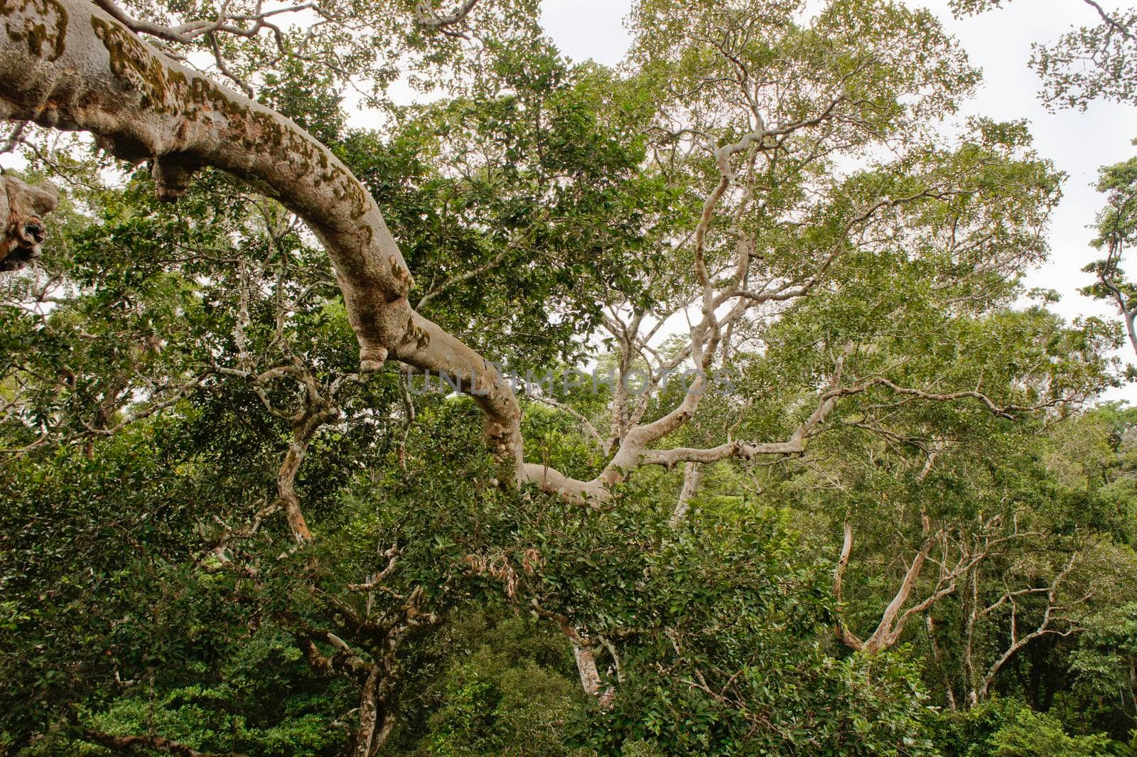 Amazon Basin Jungle, Peru, South America by giannakisphoto