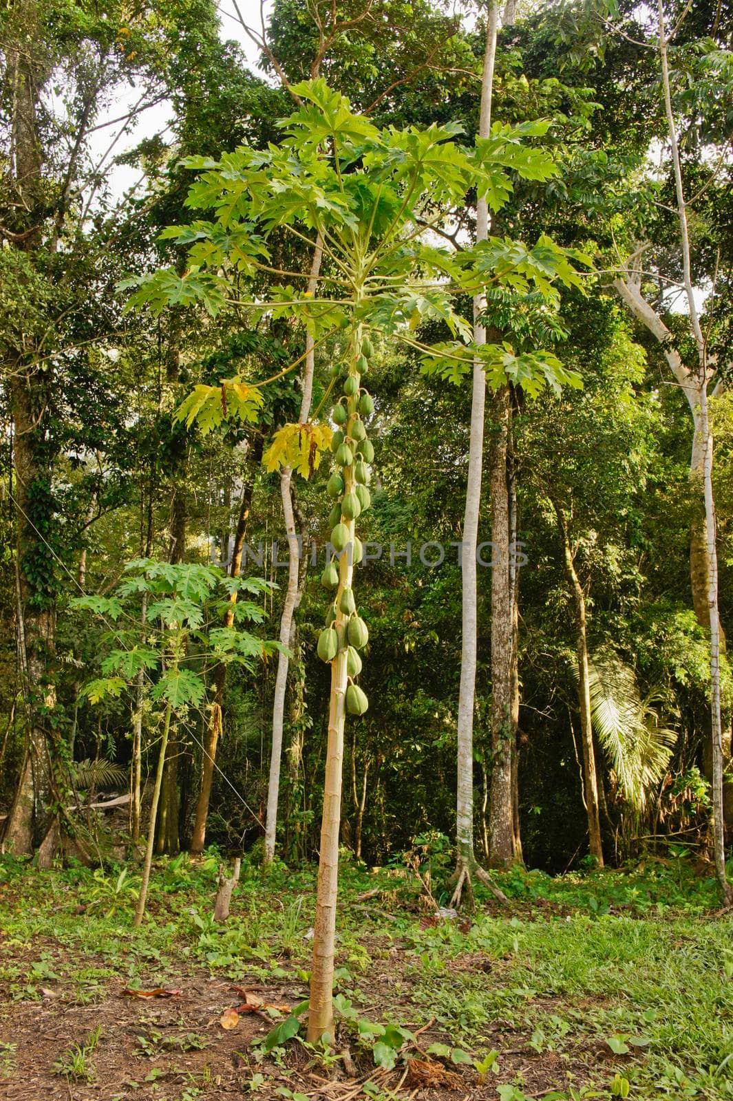 Amazon Basin Jungle, Tambopata National Reserve, Peru, South America by giannakisphoto