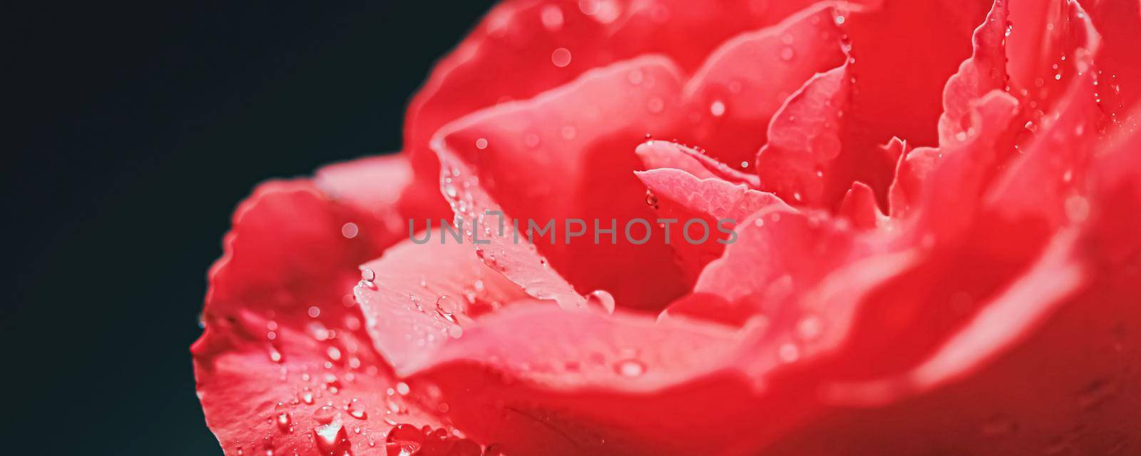 Beautiful garden rose flower and morning dew, floral bloom and beauty in nature closeup