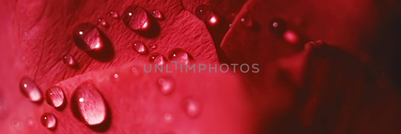 Wonderful rose flower petals and water drops, floral blossom and beauty in nature closeup