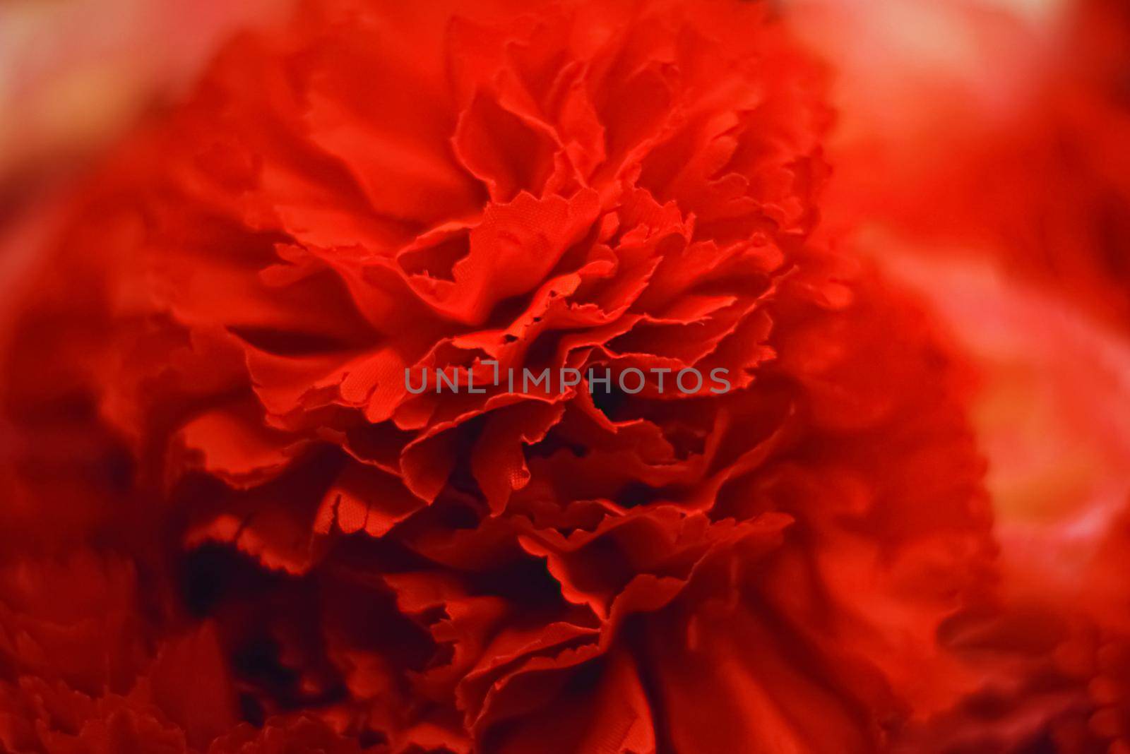 Dark red flowers as floral decoration for wedding and flower shop decor concept