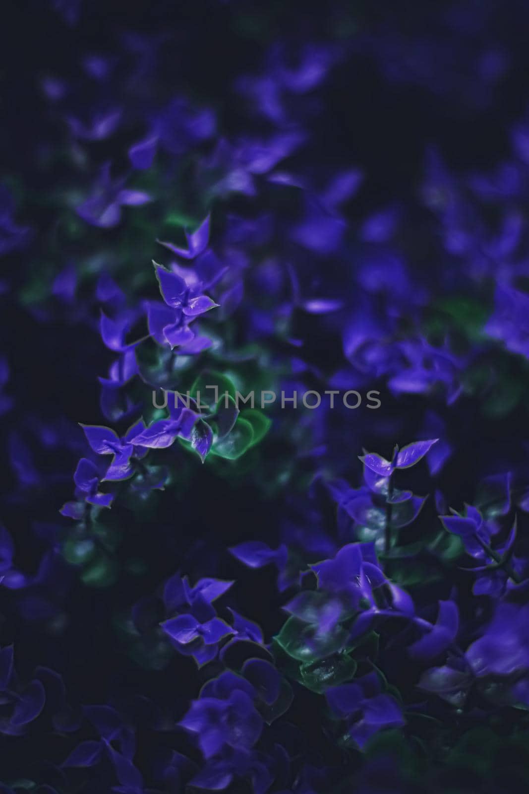 Exotic purple flowers and leaves at night as nature background by Anneleven