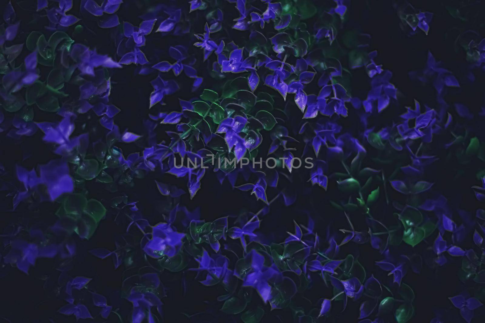 Exotic purple flowers and leaves at night as nature background by Anneleven