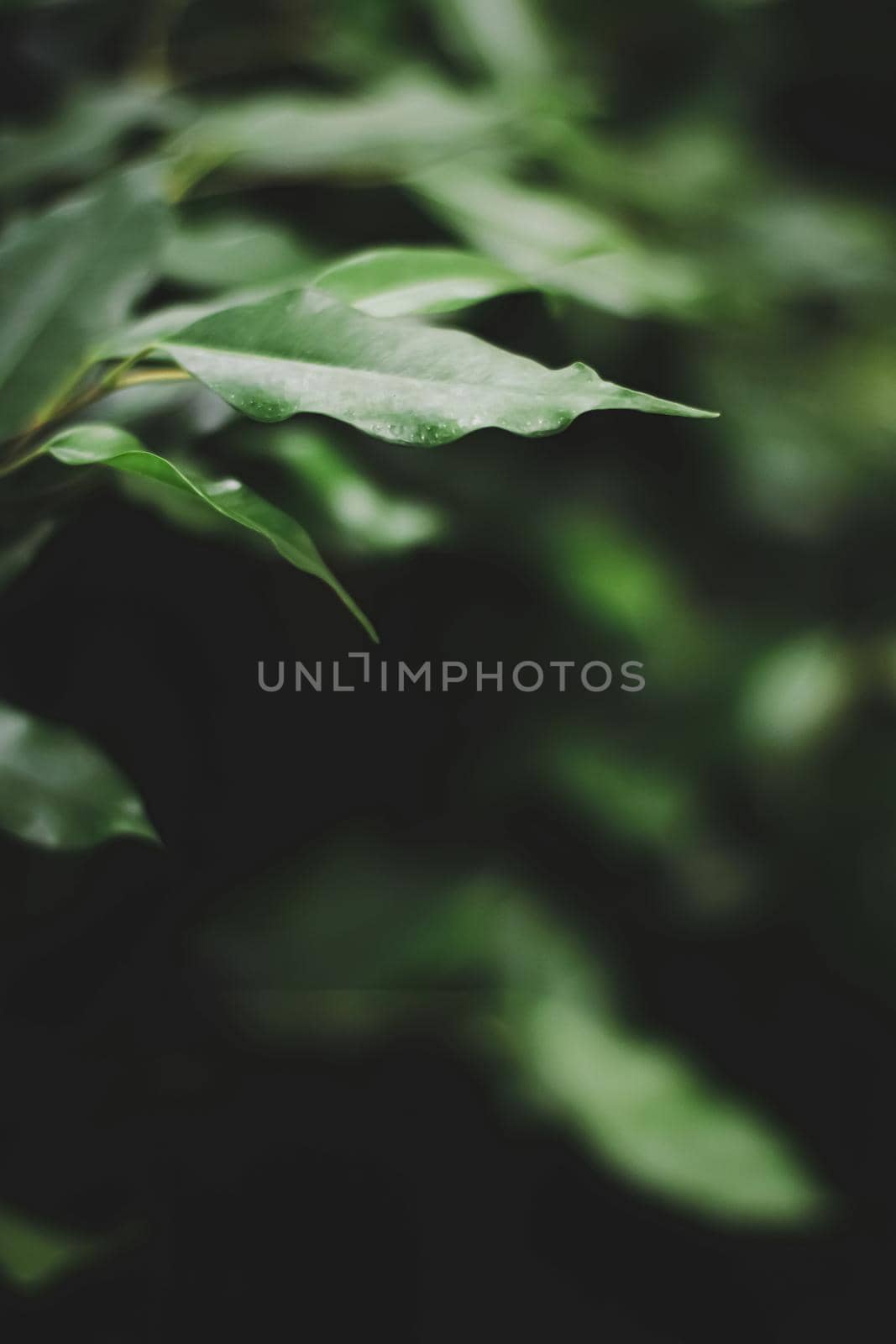 Fresh green leaves in a dark forest, nature and environment concept