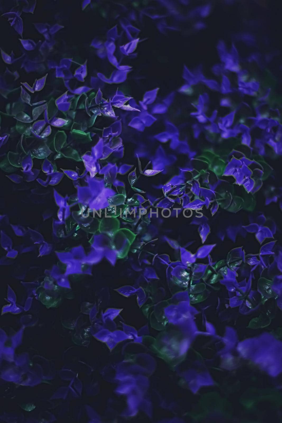 Exotic purple flowers and leaves at night as nature background closeup