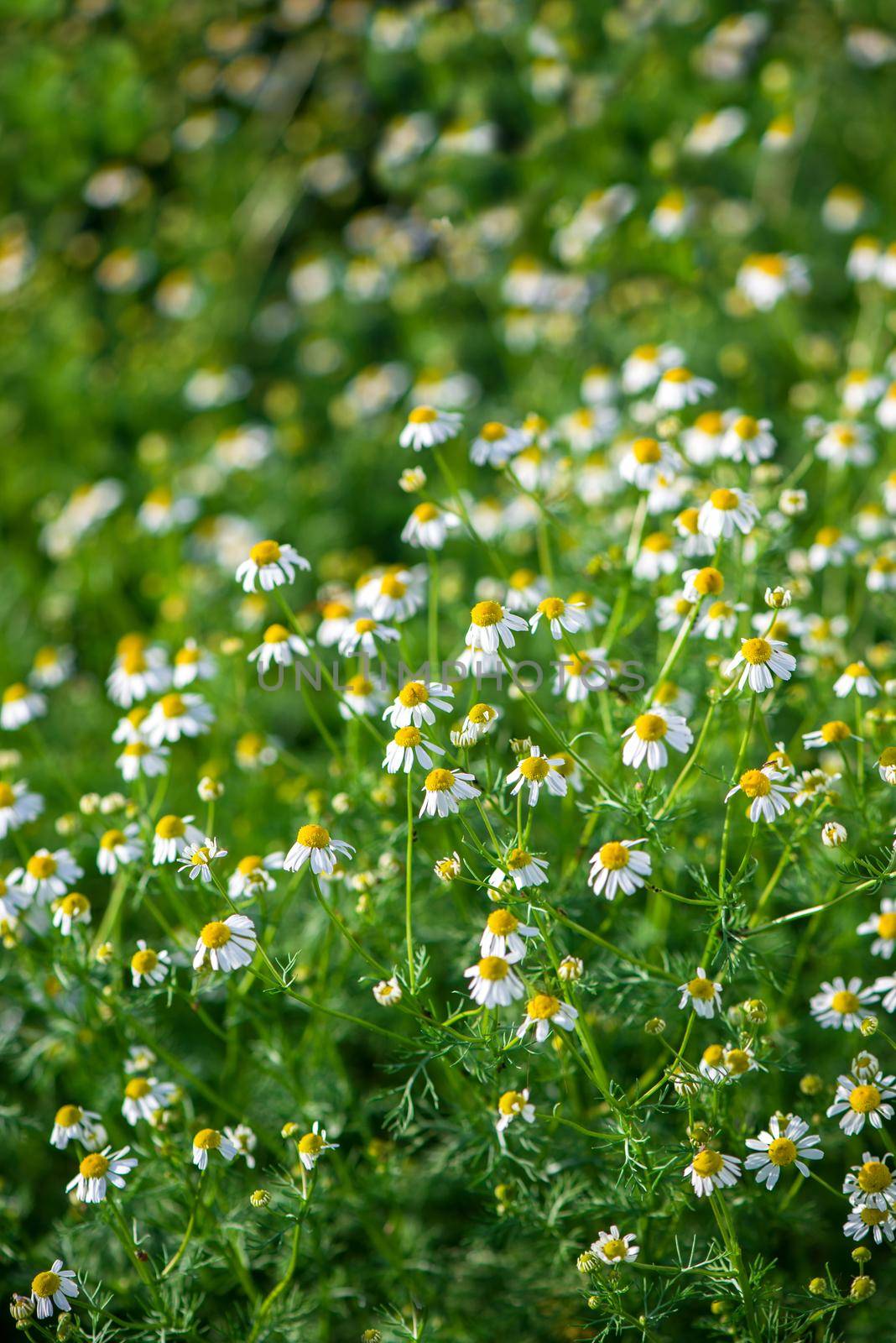 Chamomile flowers field wide background in sun light. Summer Daisies. Beautiful nature scene with blooming medical chamomilles.