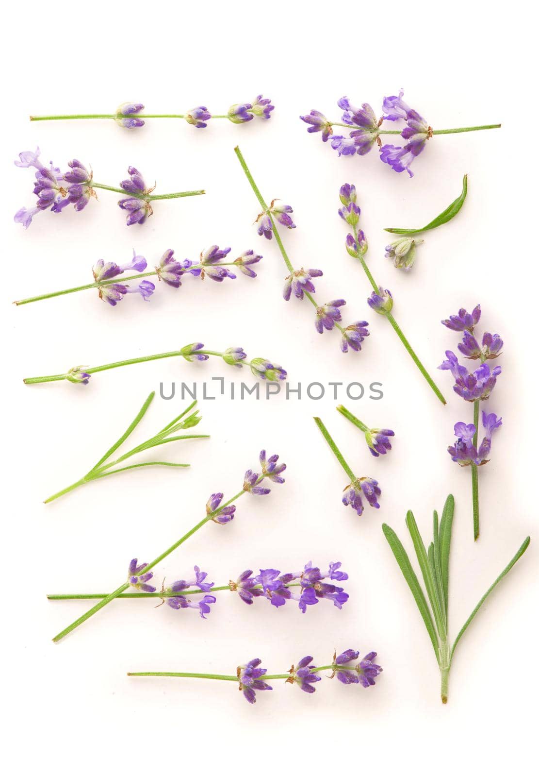 Lavender flowers bundle on a white background.