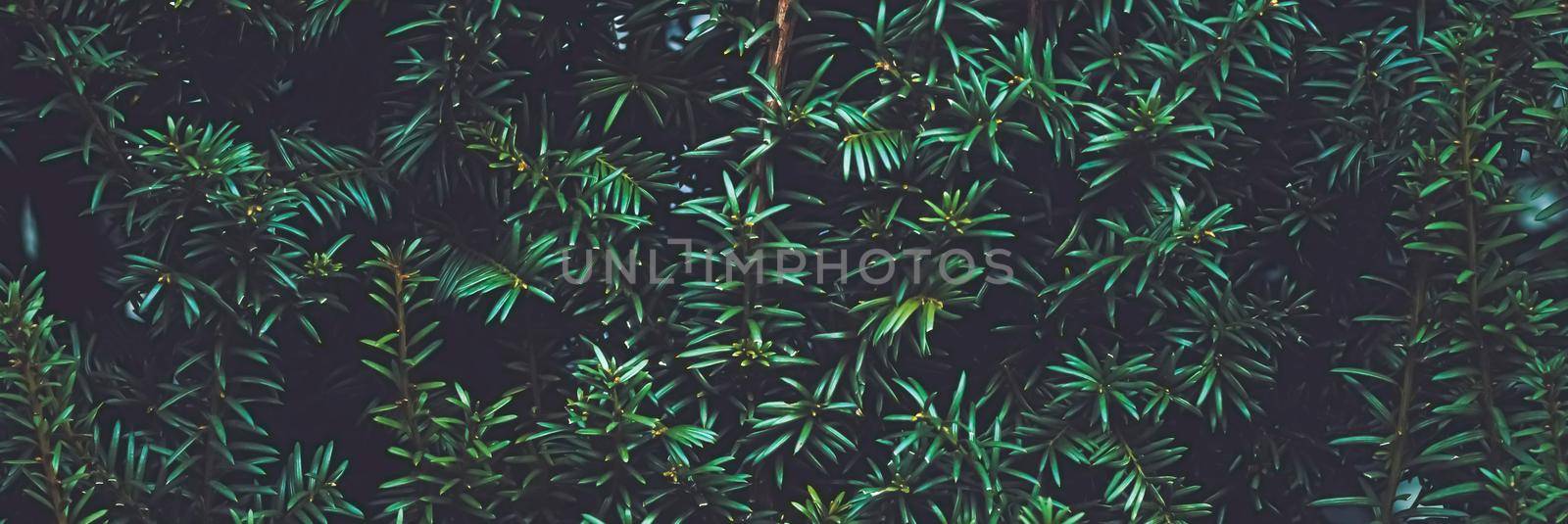 Green spruce shrub wall as plant texture and nature background design