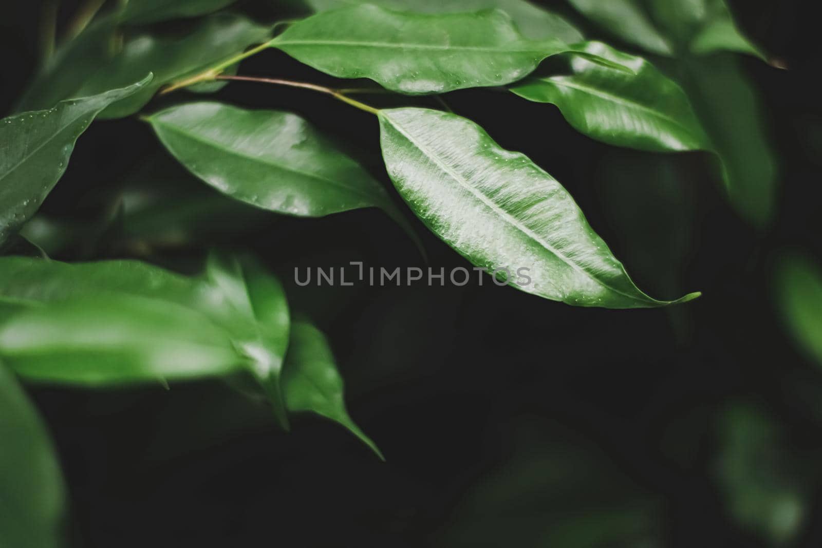 Fresh green leaves in a dark forest, nature and environment concept