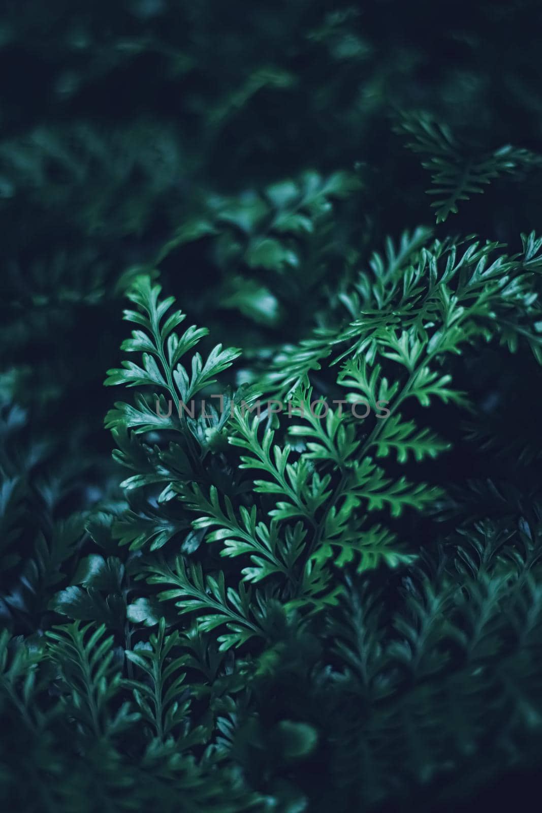 Exotic plant leaves at night as nature background closeup