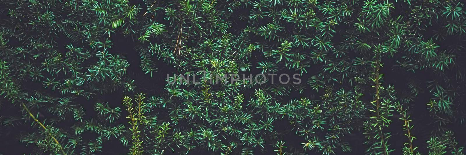 Green spruce shrub wall as plant texture and nature background by Anneleven
