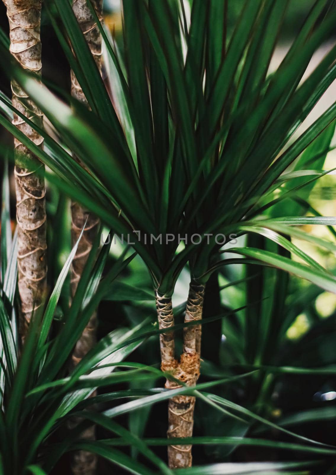 Exotic palm tree leaves, green nature and summer holiday closeup