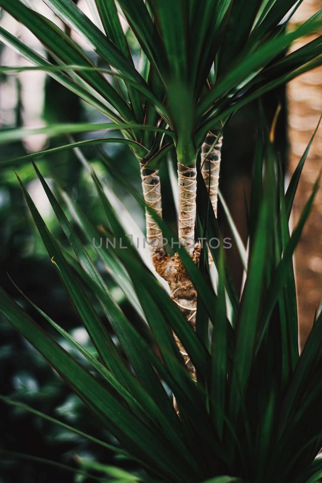 Exotic palm tree leaves, green nature and summer holiday closeup