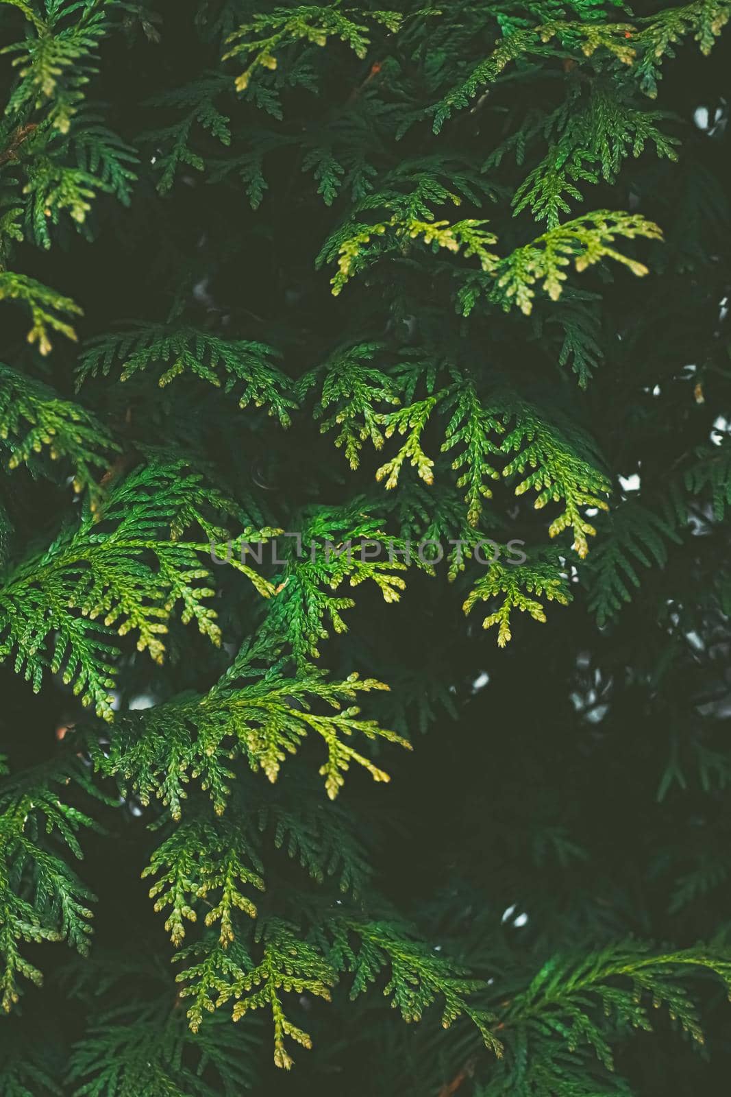 Thuja shrub wall as plant texture and nature background design