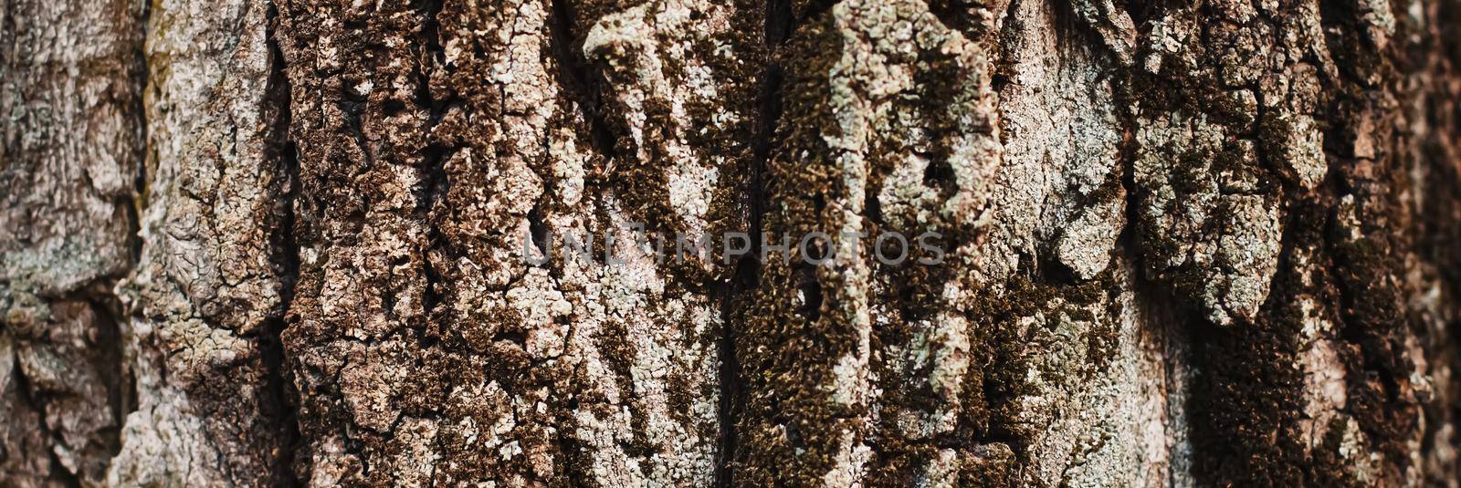 Natural wood, tree texture as wooden background, environment and nature by Anneleven