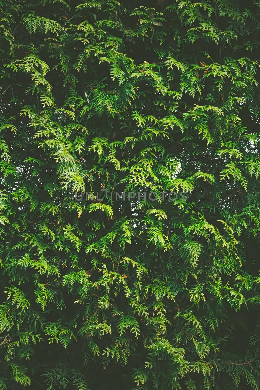 Thuja shrub wall as plant texture and nature background design