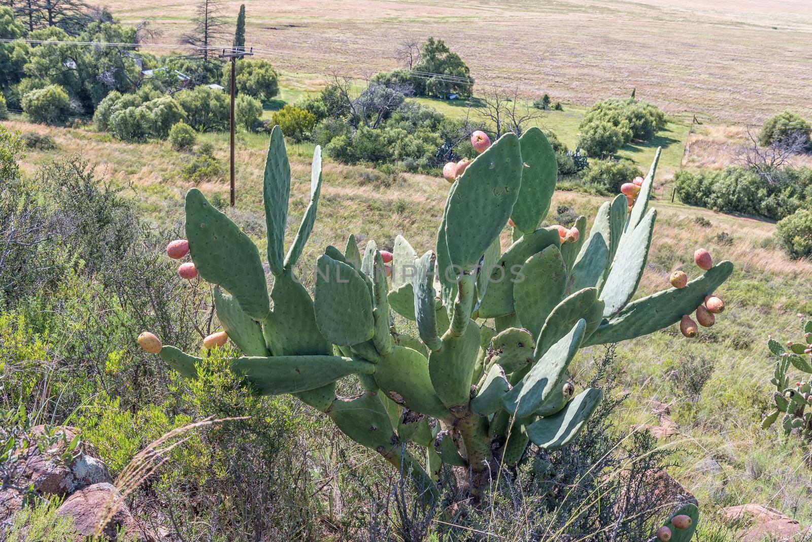 A prickly pear plant with fruit on a farm near Bloemfontein