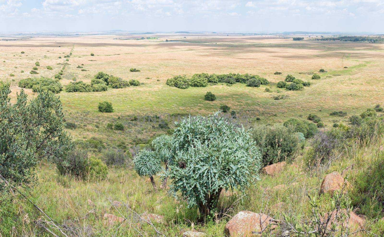 View of a farm near Bloemfontein. A mountain cabbage-tree, Cussonia paniculata, is visible