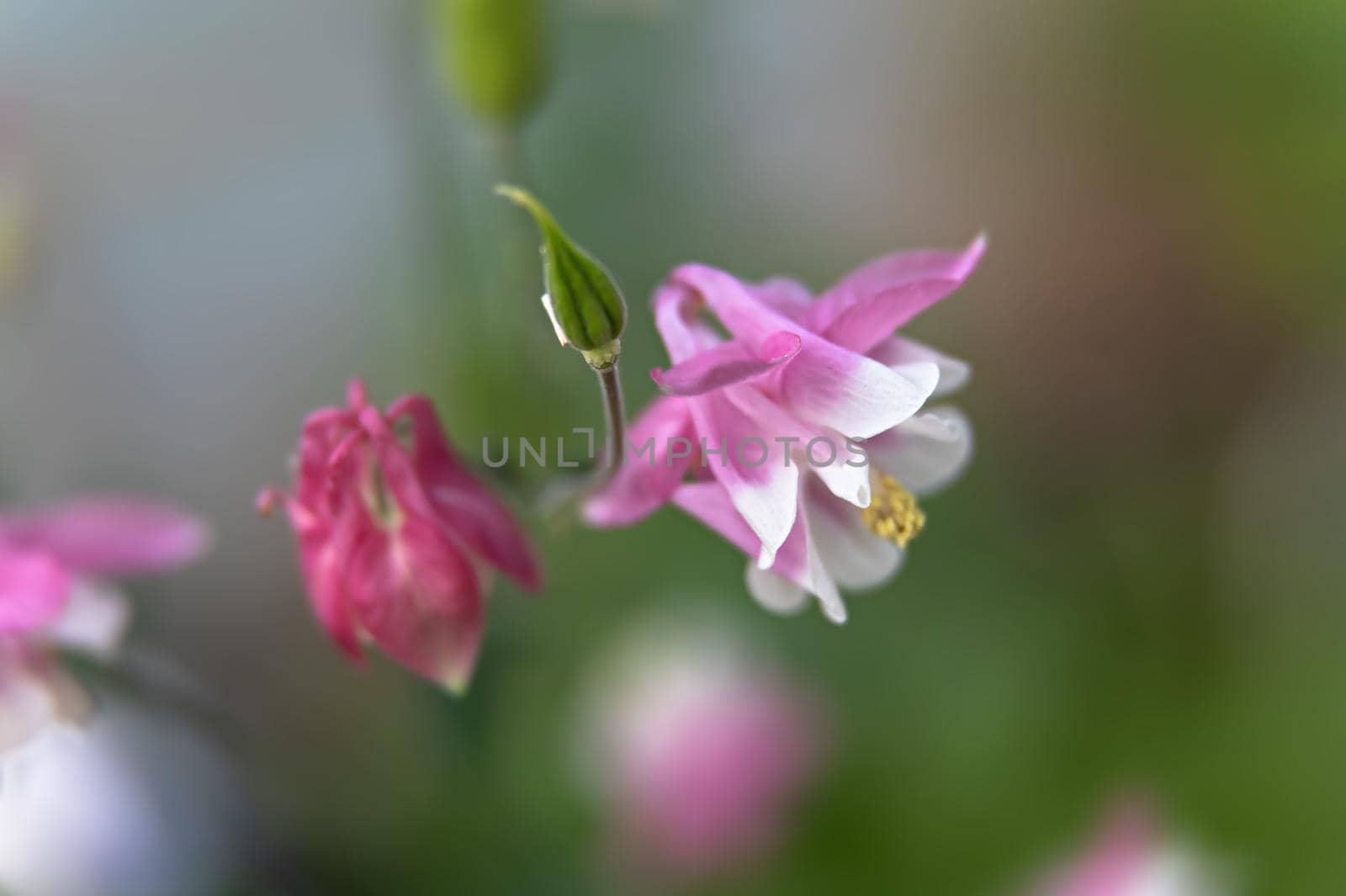 Soft focus image of  pink aquilegia flowers in a garden. Common names: granny's bonnet or columbine. Selective focus. Shallow depth of field