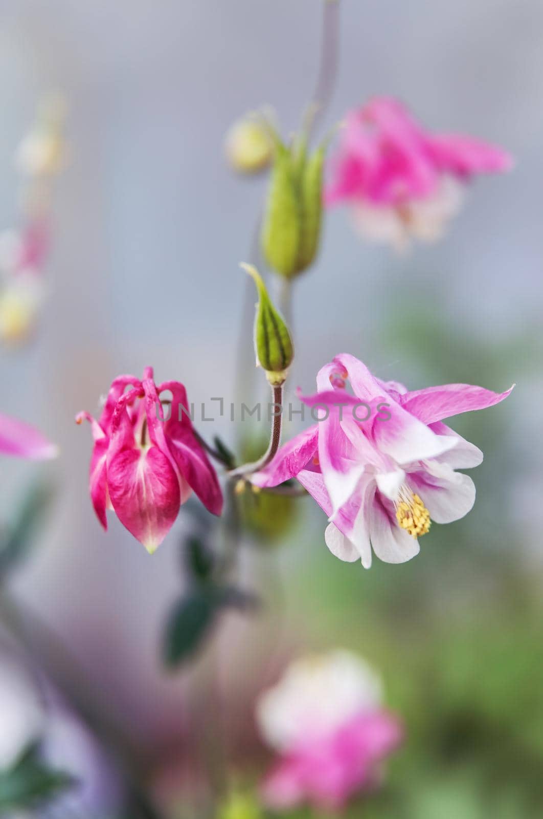 Soft focus image of  pink aquilegia flowers in a garden. Common names: granny's bonnet or columbine. Selective focus. Shallow depth of field