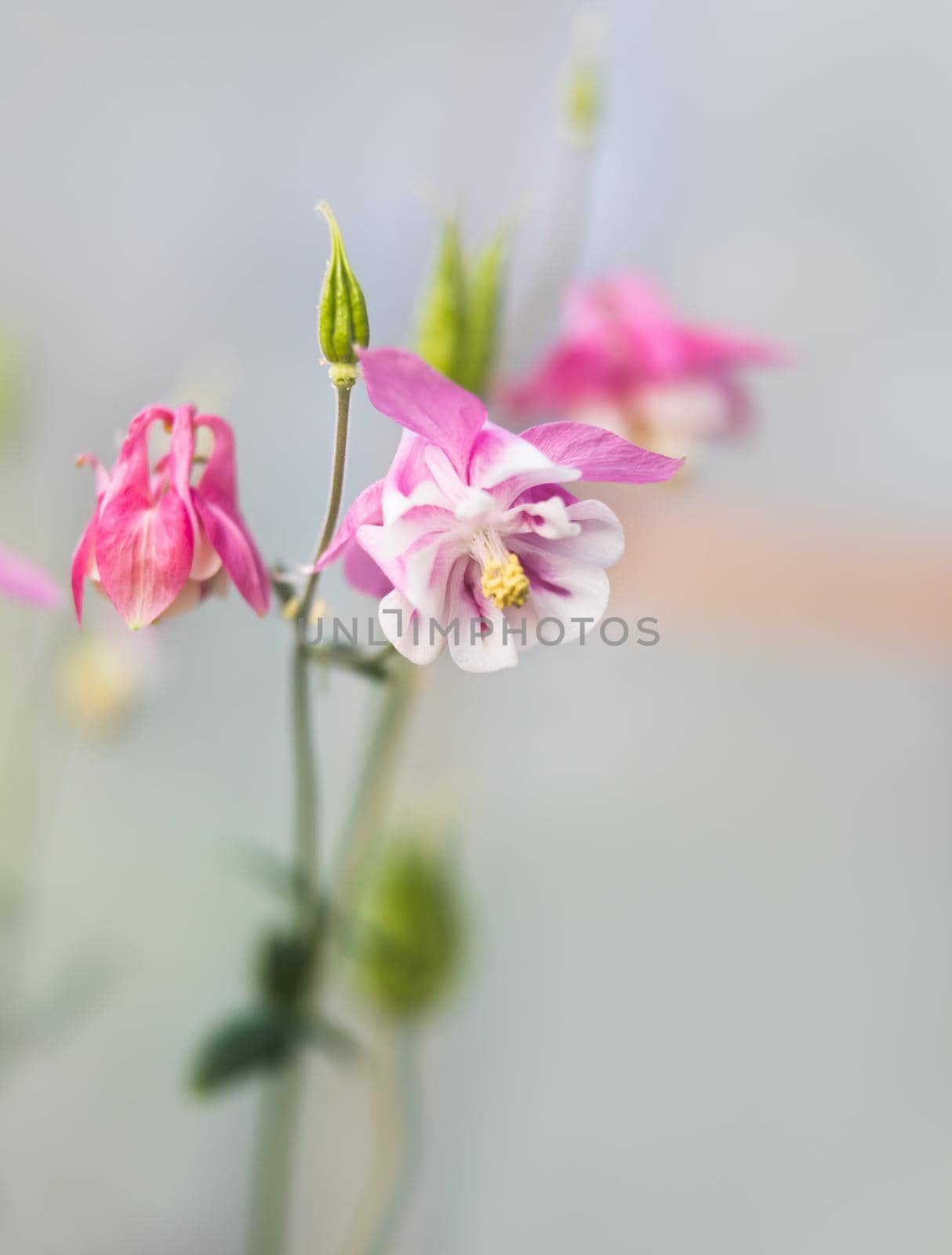 Soft focus image of  pink aquilegia flowers in a garden. Common names: granny's bonnet or columbine. Selective focus. Shallow depth of field