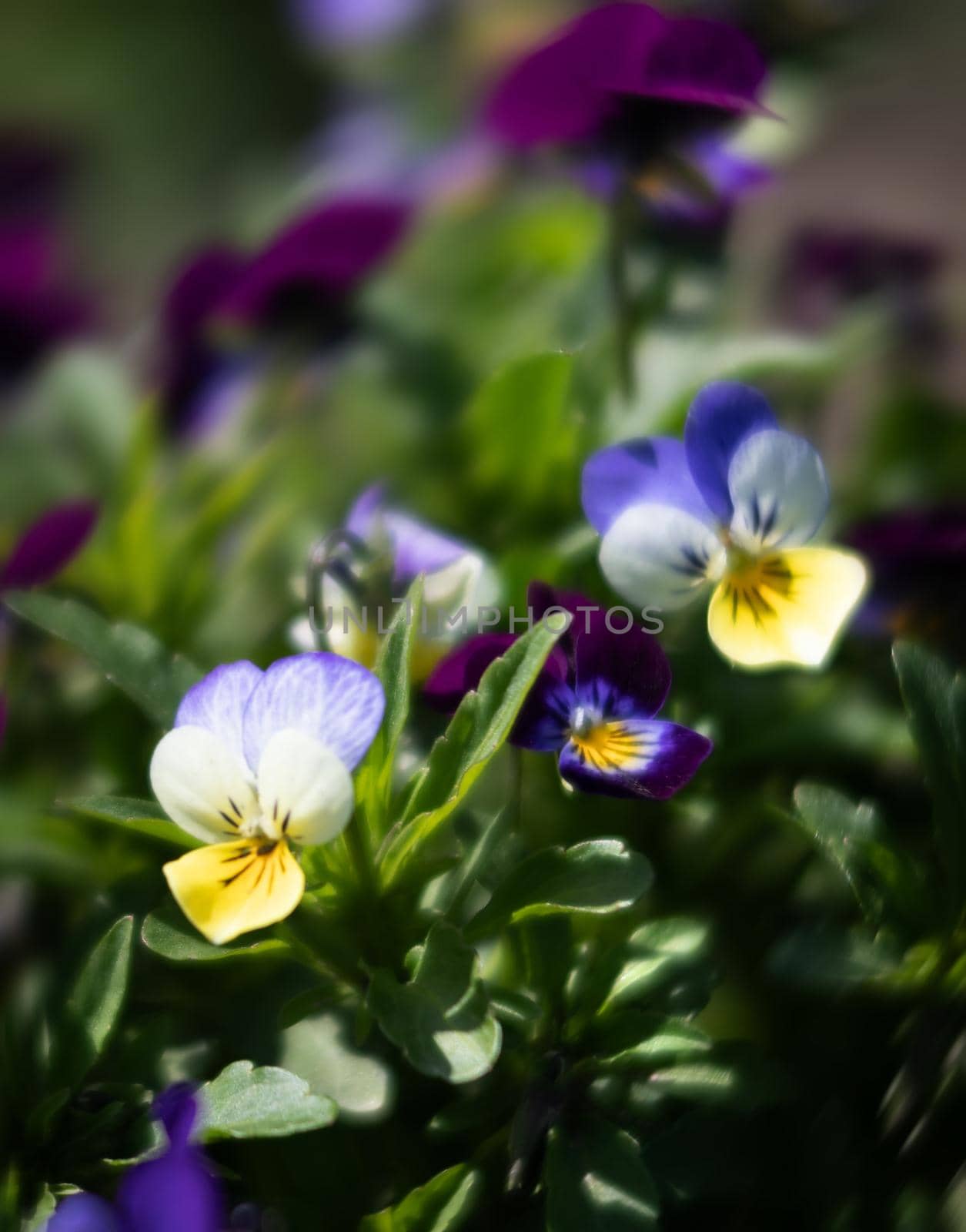 Blurred blossoming pansies flowers in the garden. Natural spring background. Selective focus, shallow DOF