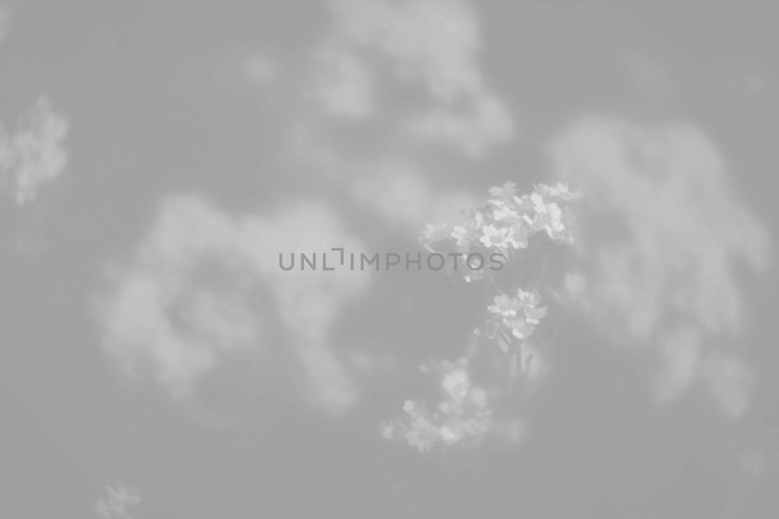 Natural background and texture. Soft focus image of small flowers of aurinia saxatilis in light gray tonality